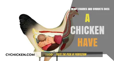 Chicken Anatomy: Ovaries and Oviducts Explained