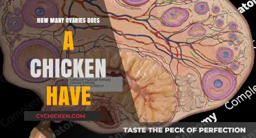 Understanding Chicken Anatomy: How Many Ovaries Does a Chicken Possess?