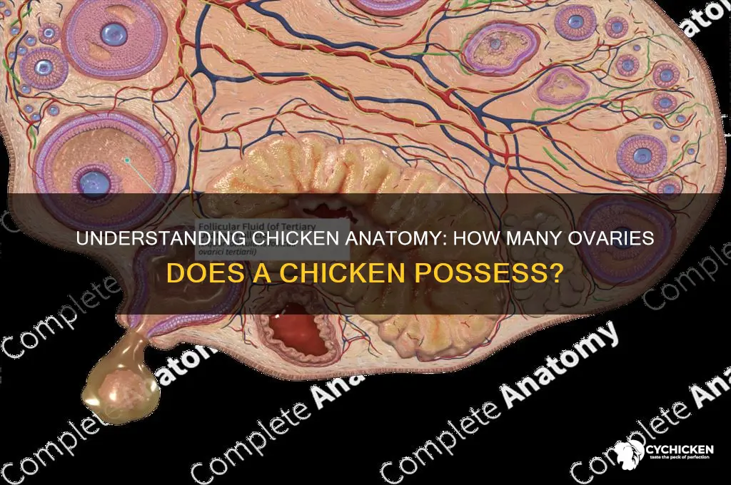 how many ovaries does a chicken have