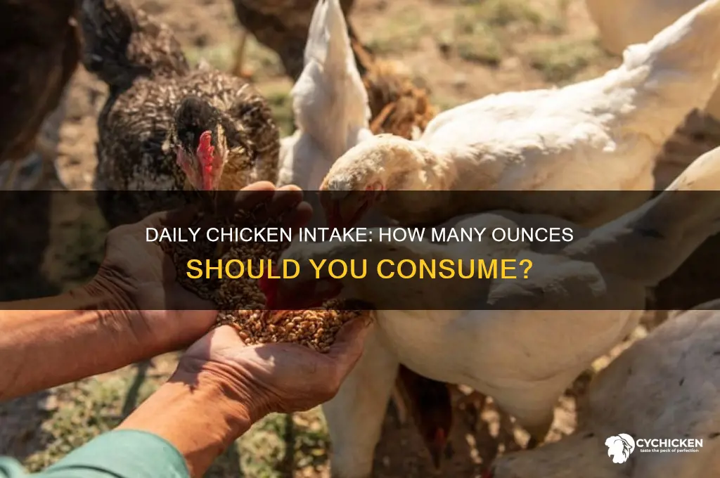 how many oz of chicken per day