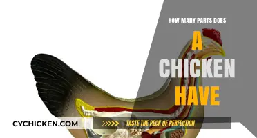 Understanding the Anatomy: How Many Parts Does a Chicken Have?