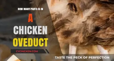 Understanding the Complex Structure of a Chicken's Ovduct Components