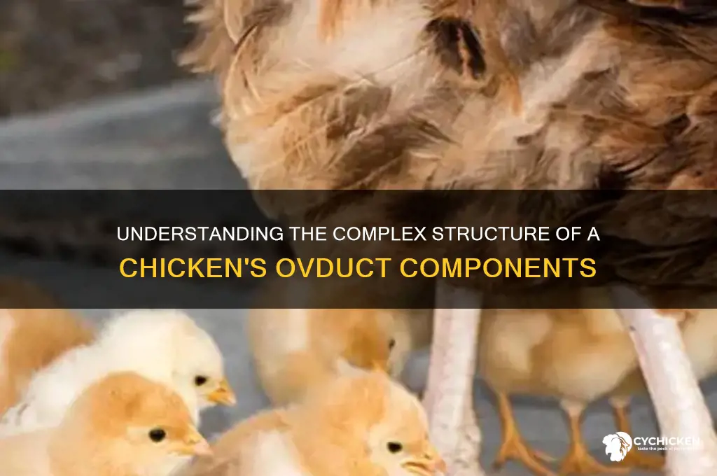 how many parts is in a chicken oveduct