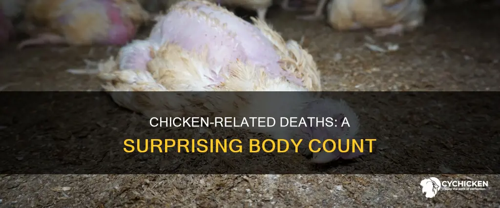 how many people have been killed by a chicken