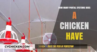 Exploring the Unique Portal Systems in a Chicken's Anatomy