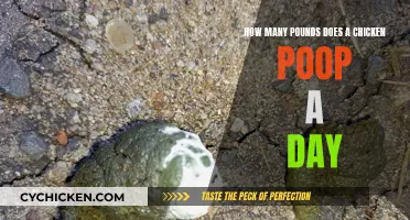 Chicken Poop: Daily Droppings and Weight