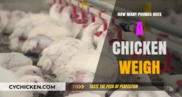 Understanding the Average Weight of a Chicken: Pounds Explained