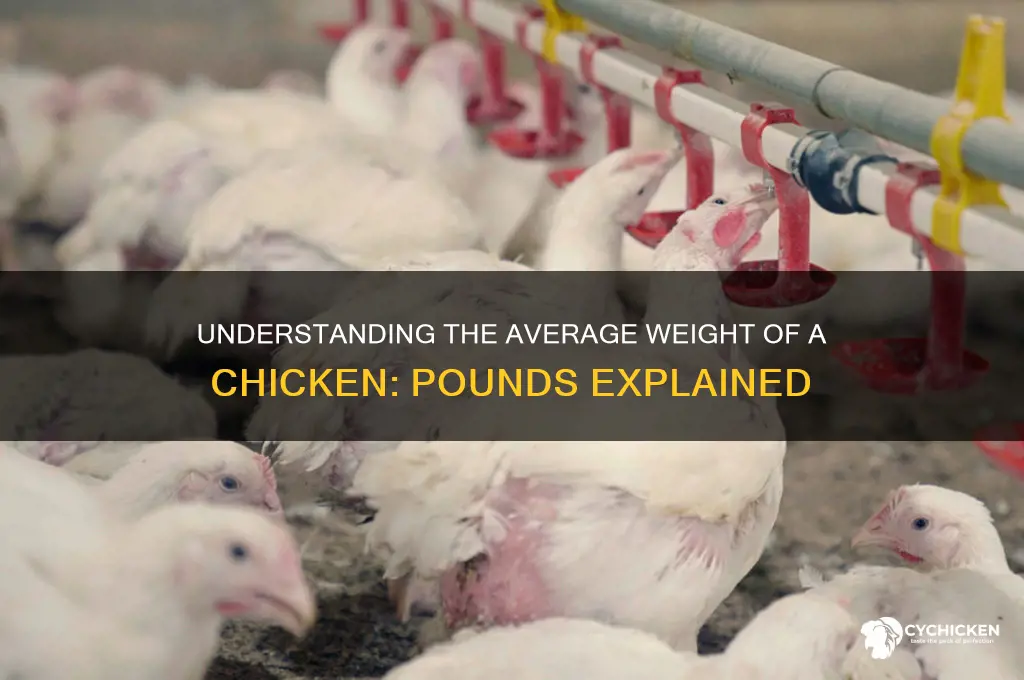 how many pounds does a chicken weigh