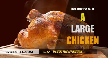 Large Chicken Weight: How Many Pounds Should You Expect?