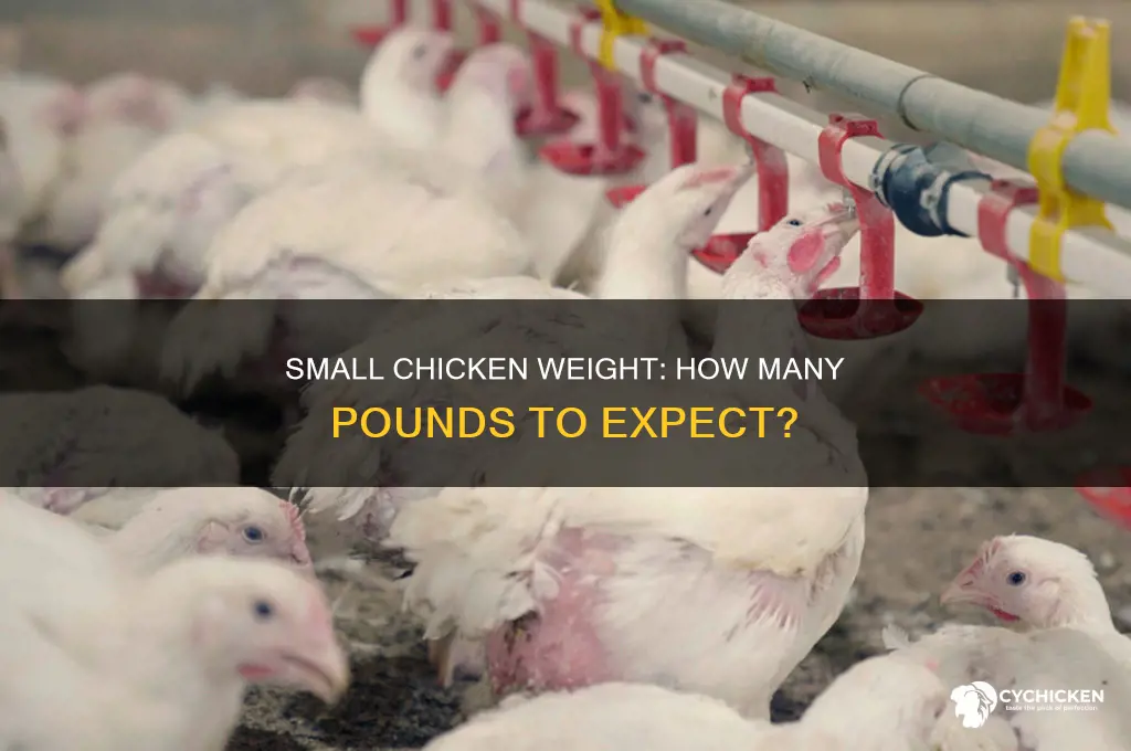 how many pounds is a small chicken