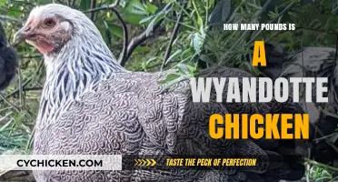 Wyandotte Chicken Weight: Understanding Their Average Poundage