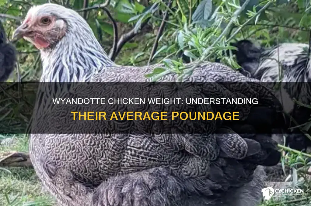 how many pounds is a wyandotte chicken