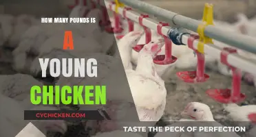 Understanding the Average Weight of a Young Chicken in Pounds