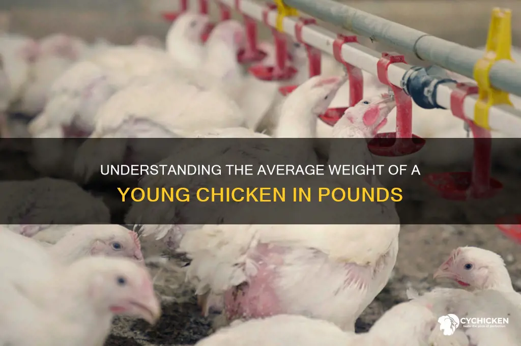 how many pounds is a young chicken