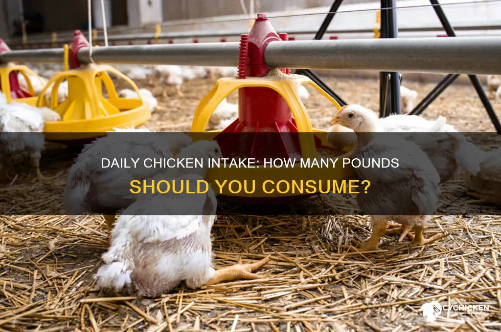 how many pounds of chicken per day