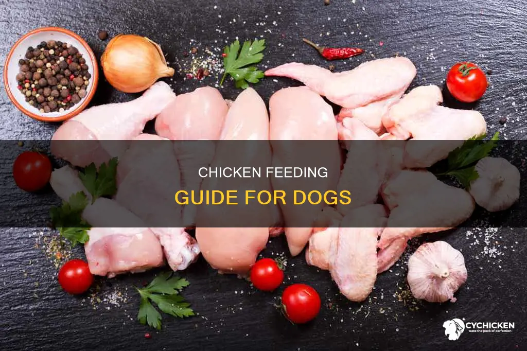 how many pounds of chicken per dog per day
