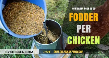 Feeding Chickens: Optimal Fodder Pounds for Healthy Poultry