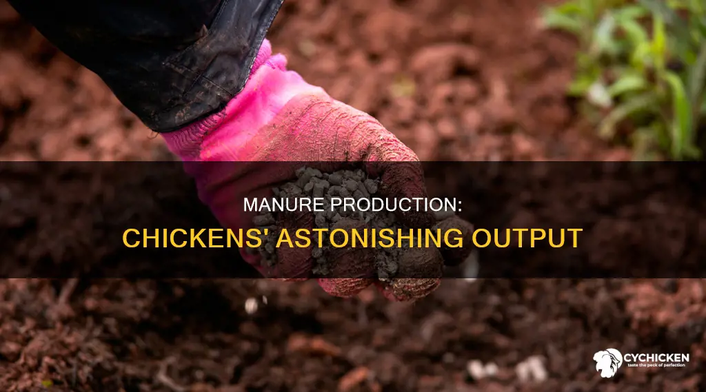 how many pounds of manure does a chicken produce