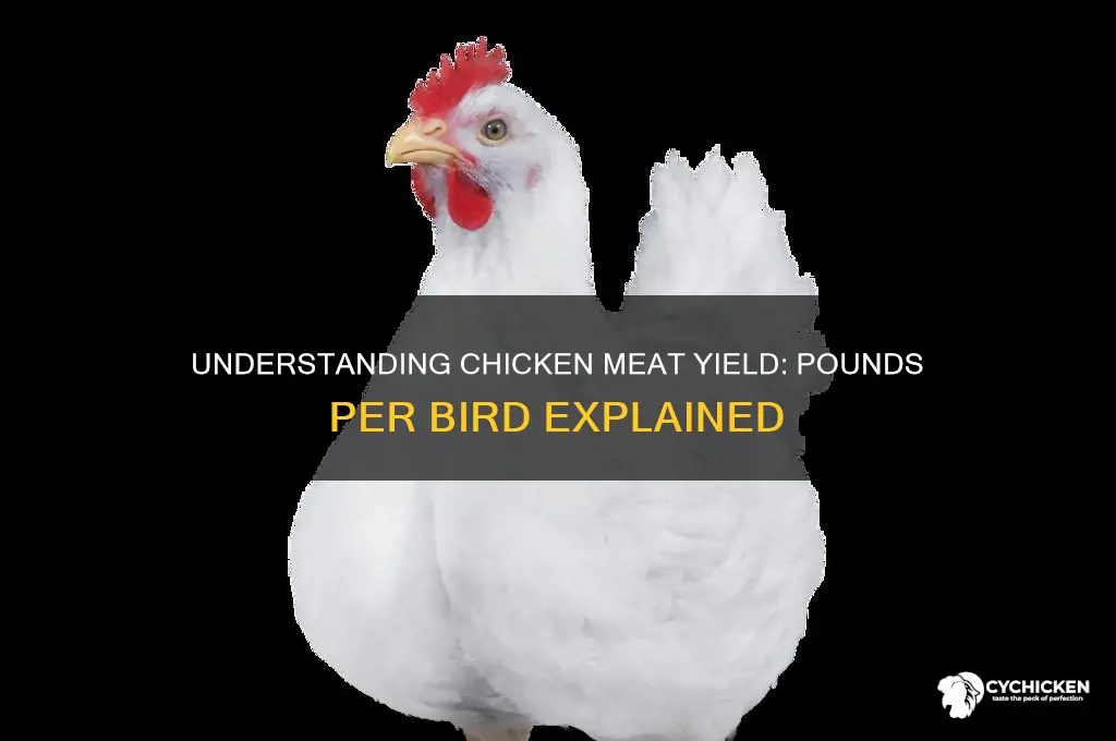 how many pounds of meat per chicken