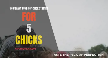 Chick Starter: How Much for Five Chicks?
