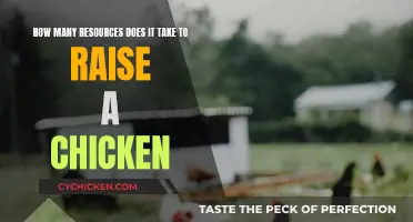 The True Cost of Raising Chickens