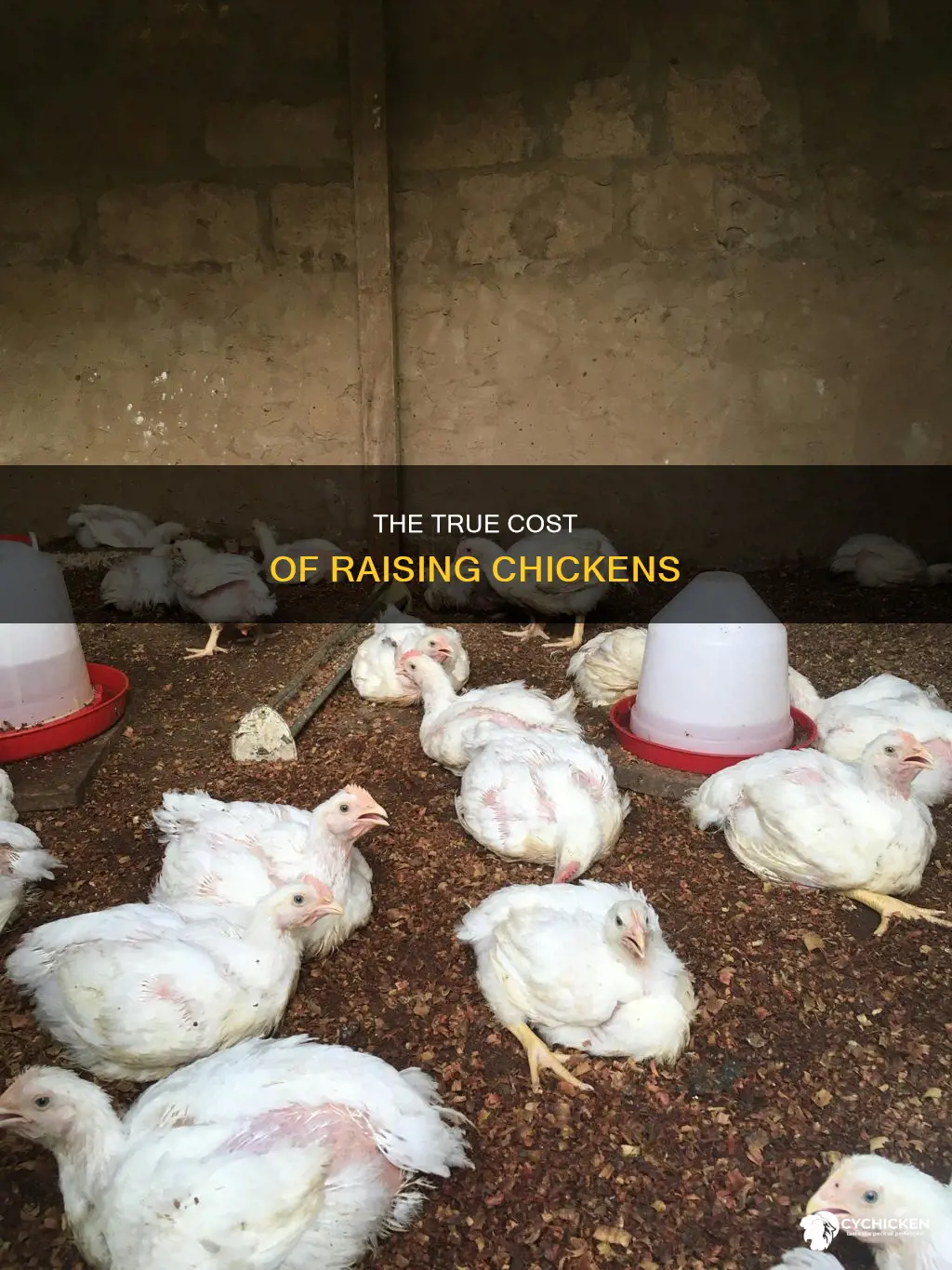 how many resources does it take to raise a chicken