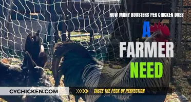 Managing Your Flock: Rooster-Hen Ratios for Farmers