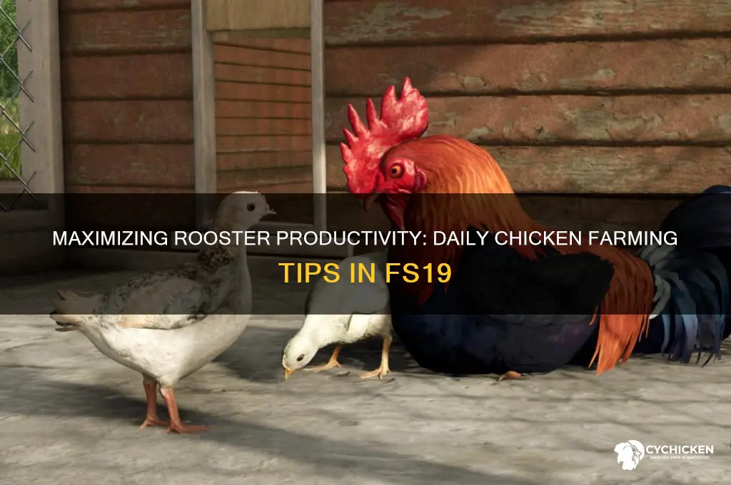 how many roosters per day chicken fs19