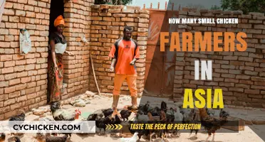 Small-Scale Chicken Farming in Asia: A Growing Industry Overview