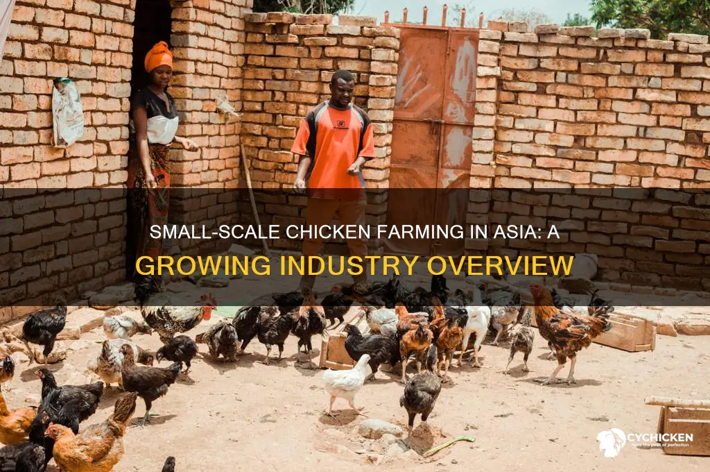 how many small chicken farmers in asia