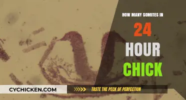 Somite Formation Rate in 24-Hour Chick Embryo Development Explained