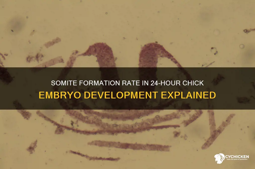 how many somites in 24 hour chick