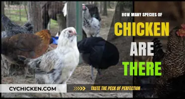 Exploring the Diversity: How Many Chicken Species Exist Worldwide?