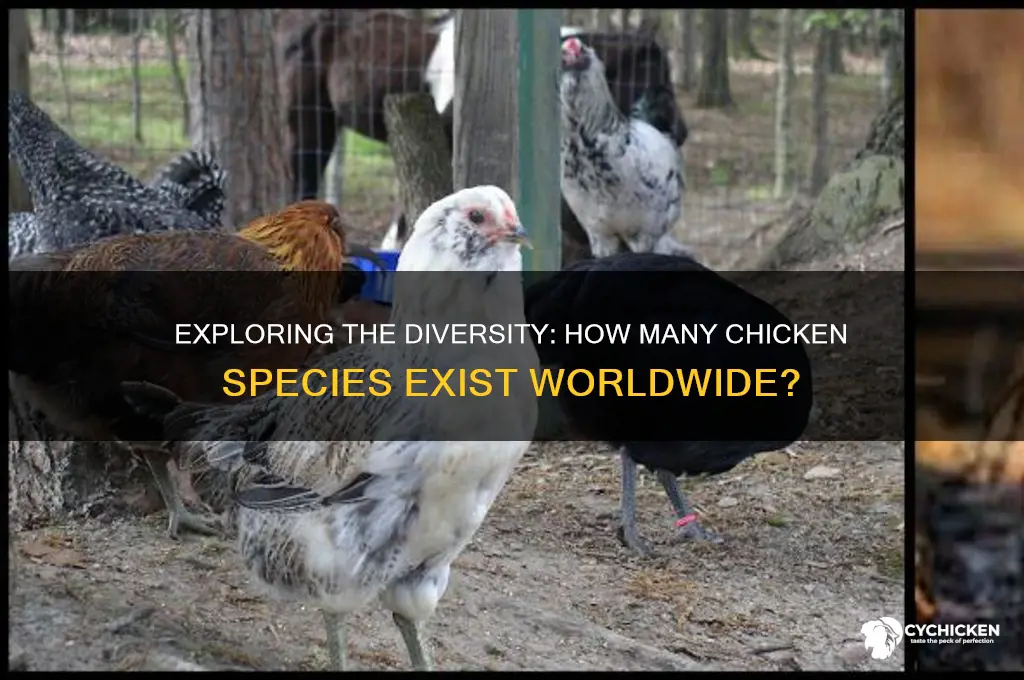 how many species of chicken are there