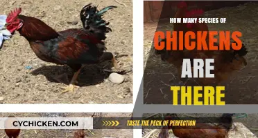 Exploring the Diversity: How Many Chicken Species Exist Worldwide?