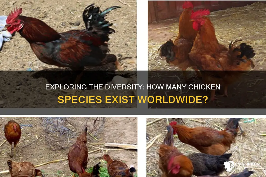 how many species of chickens are there