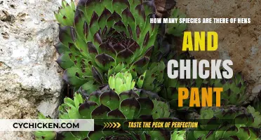 Diverse Species of Hens and Chicks Plants