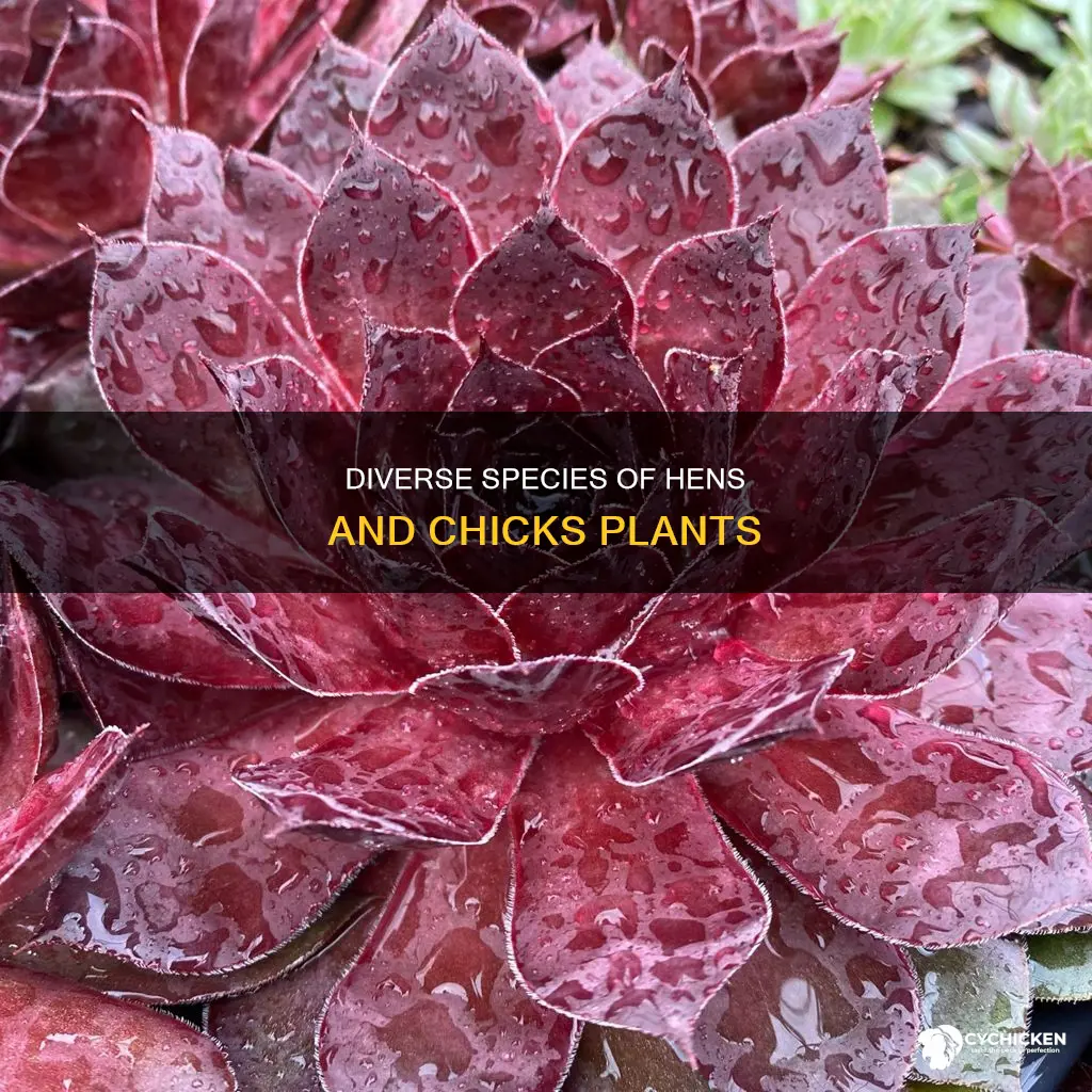 how many spiecies are there of hens and chicks pant