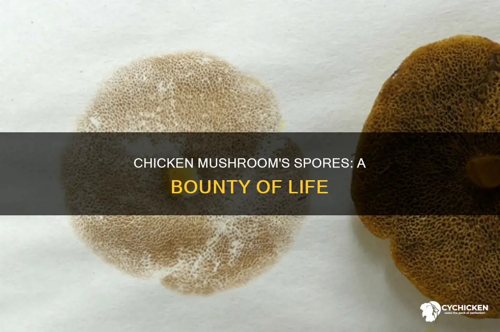 how many spores will a chicken mushroom produce