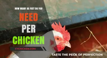 Space for Chickens: How Much Room Do They Require?