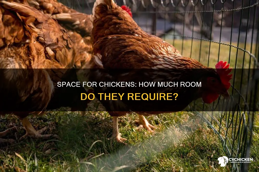 how many sq feet do you need per chicken