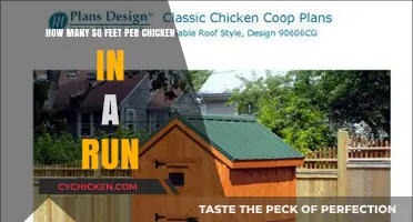 Space for Happy Chickens: Square Footage Per Bird