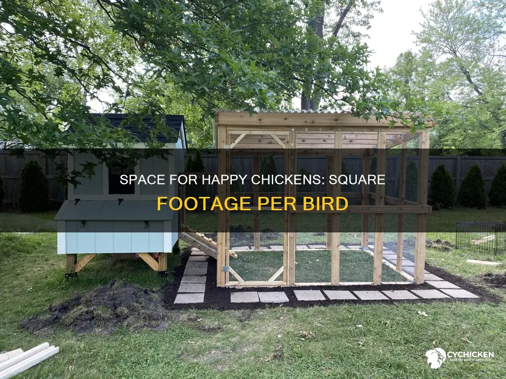 how many sq feet per chicken in a run