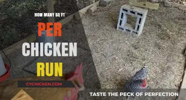 Optimal Chicken Run Size: Square Footage Guide for Happy Hens