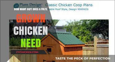 Spacious Living for Happy, Healthy Chickens