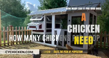 Spacious Chicken Coops: How Much Space Do They Need?