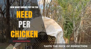 Space Planning: Square Footage for Happy Chickens