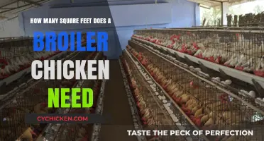 Space Requirements for Broiler Chickens