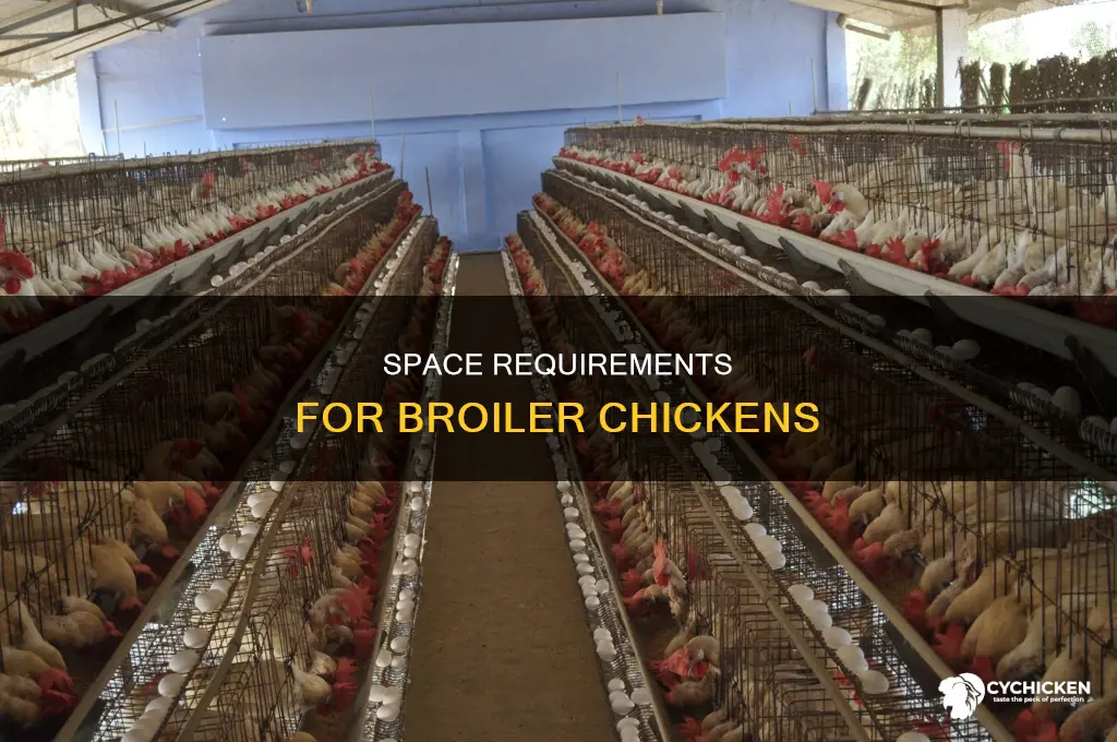 how many square feet does a broiler chicken need