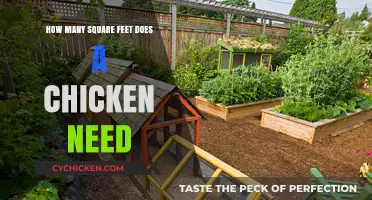Essential Space Requirements for Happy, Healthy Chickens: Square Footage Guide
